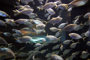 aquaculture fish farming