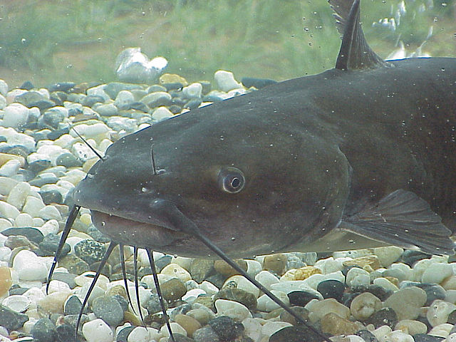 Starting A Catfish Farming Business – Step By Step Guide