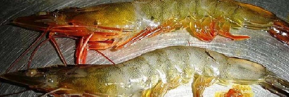 Processing, Storing & Marketing of Shrimp