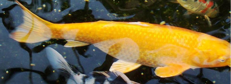 5 Fish to Raise In Your Aquarium or Home Pond