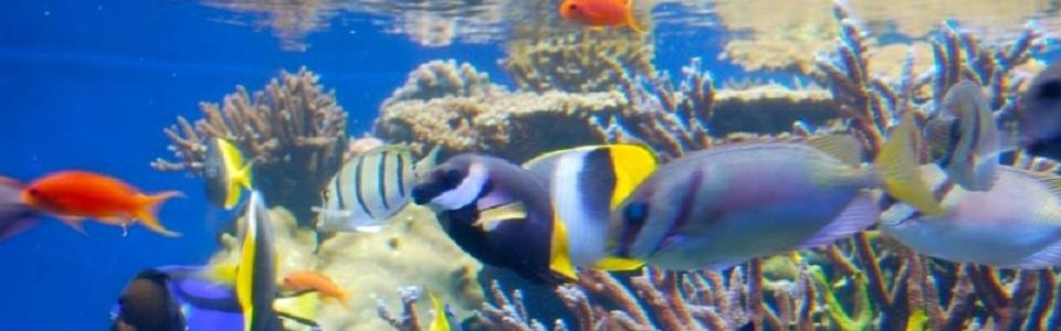 Tips On Feeding Your Fish In Fish Tank