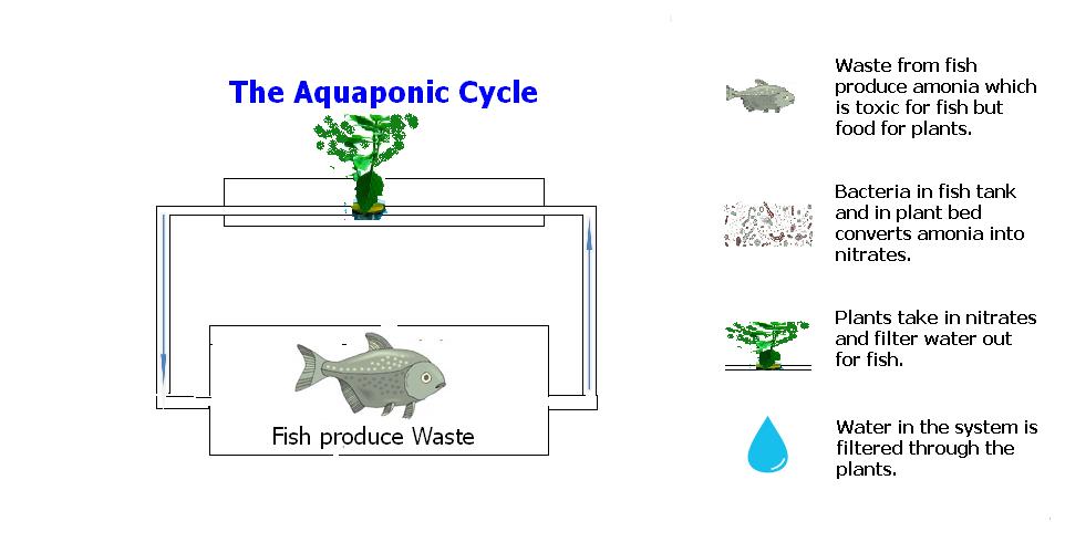 Aquaponic Farming System – Grow Your Own Food