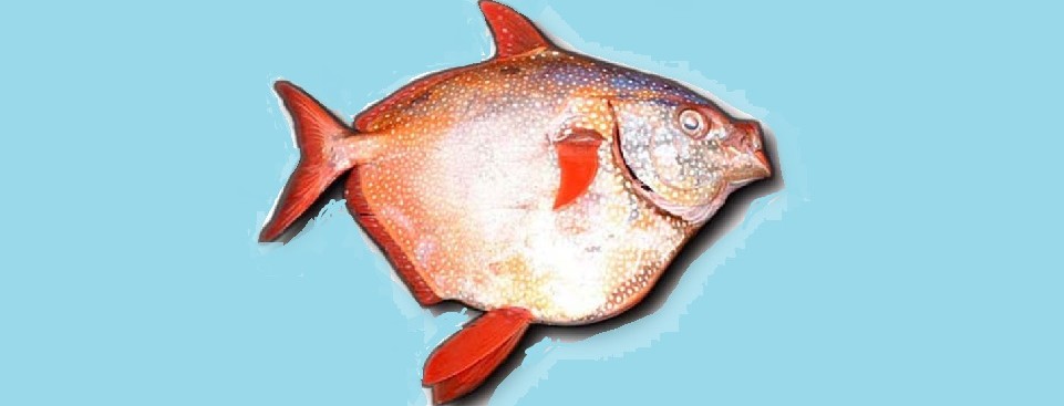 Meet the World’s First Warm-Blooded Fish Opah