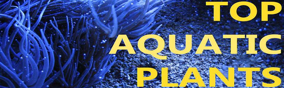 Top 5 Aquatic Plants for your Fish Tank or Aquarium