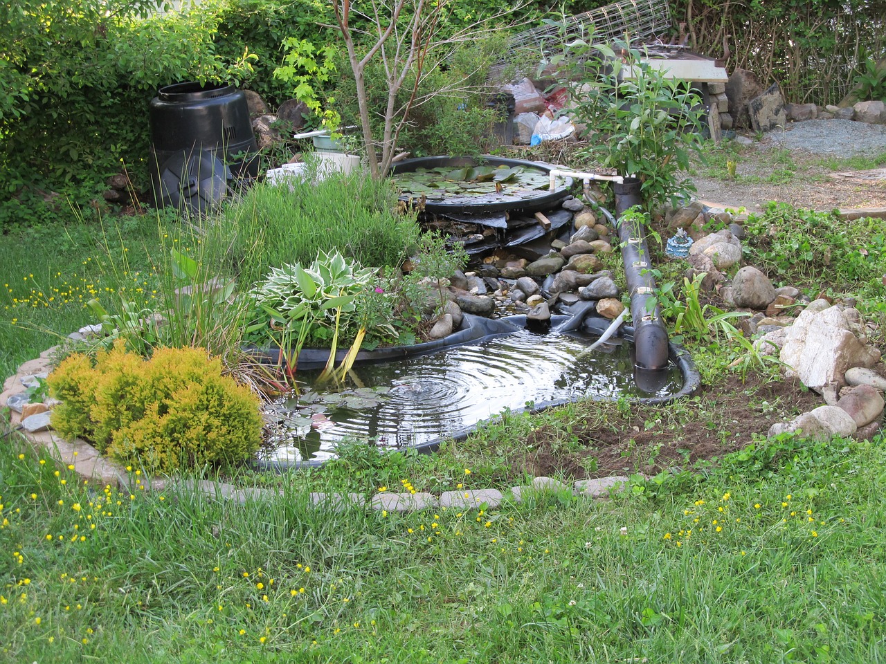 DIY - Build a Natural Fish Pond in Your Backyard | WorldWide Aquaculture