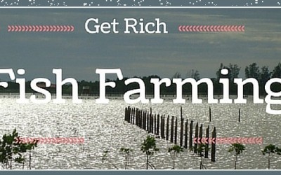 Quit Your Job & Start Fish Farming For Financial Freedom