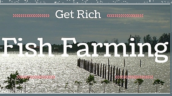 Quit Your Job & Start Fish Farming For Financial Freedom