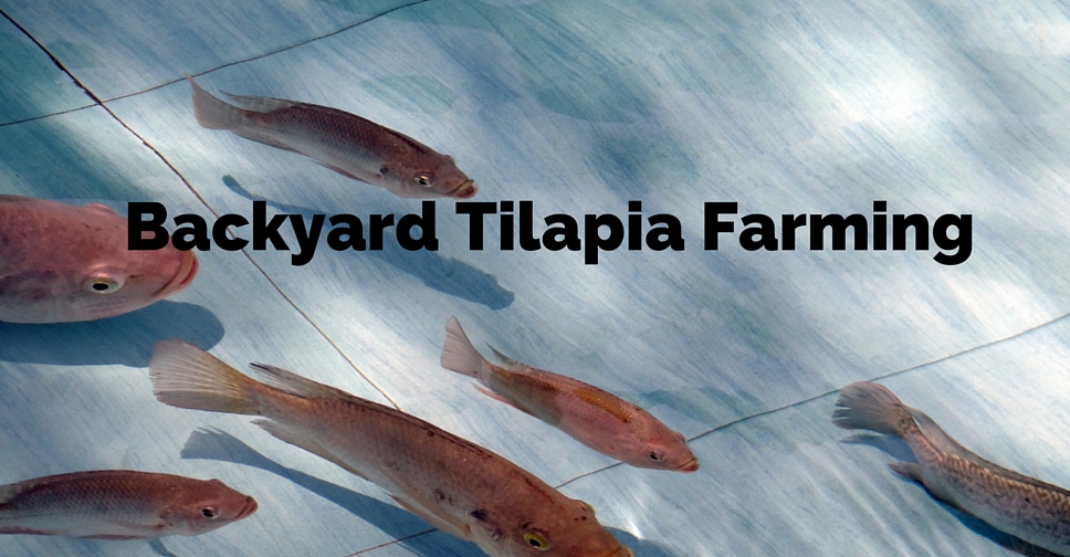 Turn your backyard Into a Fish Farm – Raise Tilapia at Home