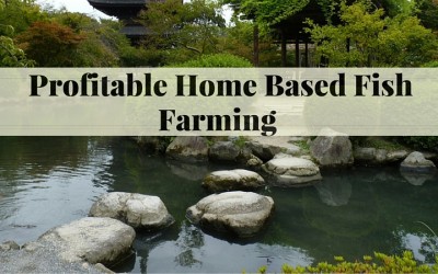 Fish Farming – How to Make it Profitable For Small Families
