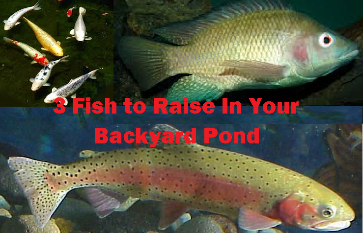 3 Fish to Raise in Your Backyard Fish Pond