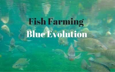 Fish Farming – What’s good about Blue Evolution