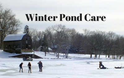 Feeding & Care for Your Backyard Fish Pond in Fall & Winter