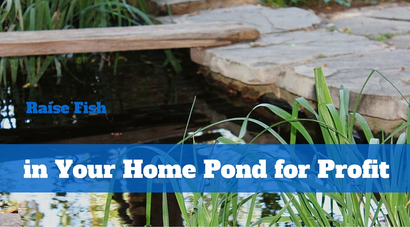 Raise Fish in Your Home Pond for Profit