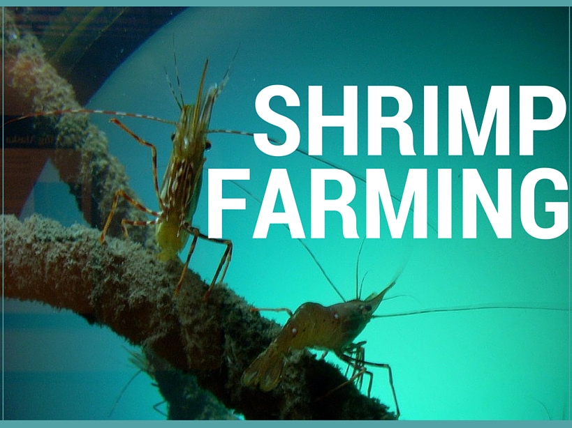 Why Shrimp Farming?