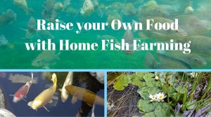 home fish farming