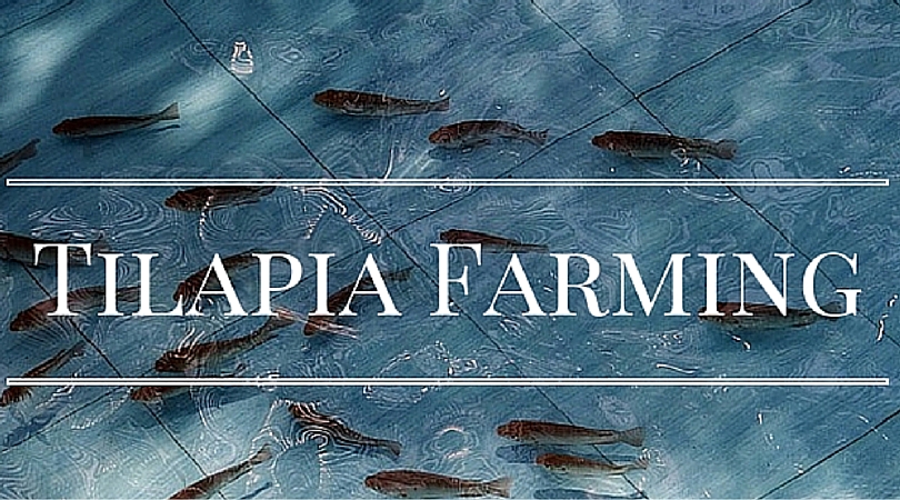 Setting up Your own Home Based Tilapia Farm