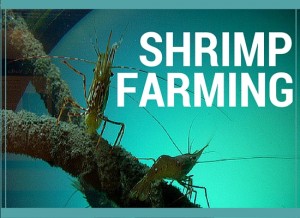 shrimp farming aquaculture