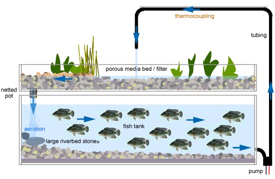 A Home Based Fish Farming Guide for Absolute Beginners | WorldWide ...