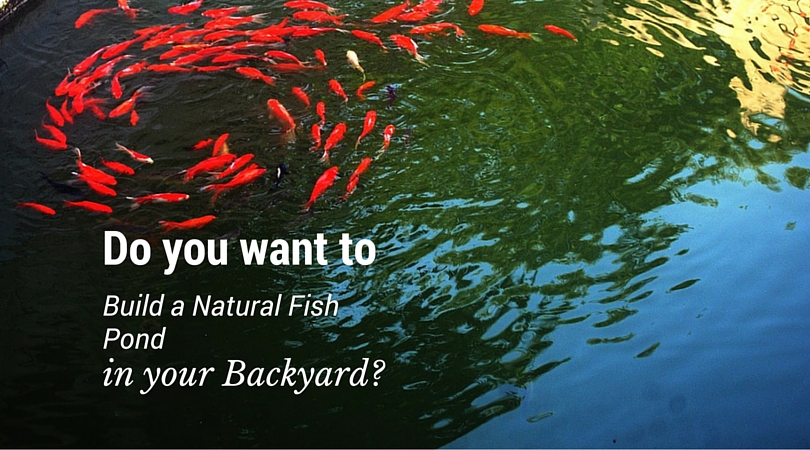 Do You Want To Build A Natural Fish Pond in your Backyard?
