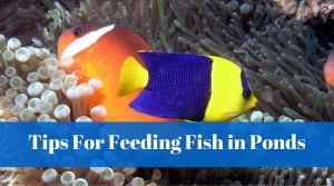 pond fish feeding