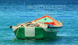 Profitable Fish Farming