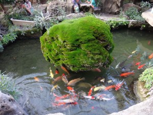 fish pond ecosystem