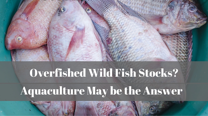 Overfished Wild Fish Stocks? Aquaculture May be the Answer