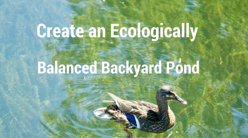 3 Easy Ways to Create an Ecologically Balanced Backyard Pond