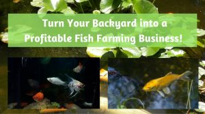 profitable fish farming