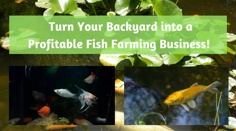 Turn Your Backyard into a Profitable Fish Farming Business