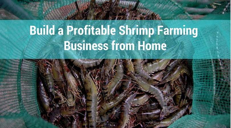 Build a Profitable Shrimp Farming Business from Home