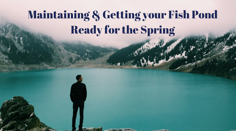 Maintaining & Getting your Fish Pond Ready for the Spring