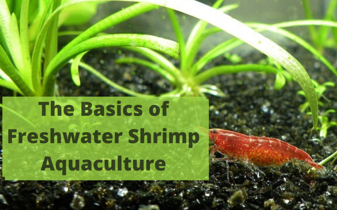 The Basics of Freshwater Shrimp Aquaculture