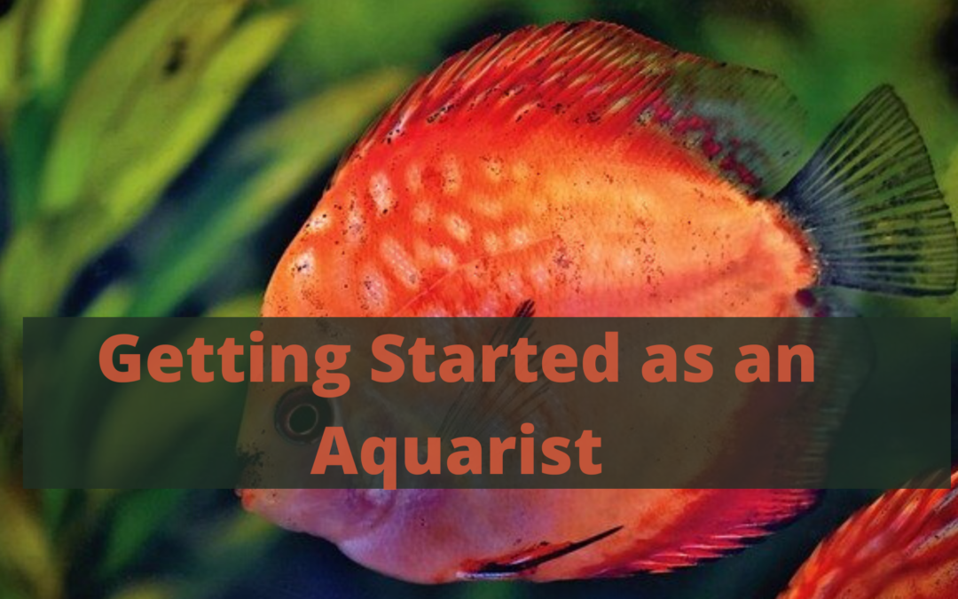 Getting Started as an Aquarist