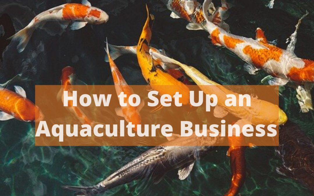 How to Set Up an Aquaculture Business