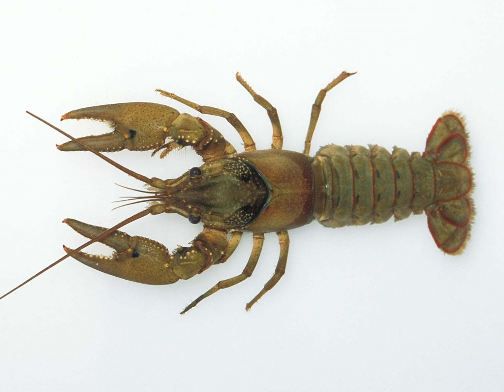 Understanding Shrimps, Crabs, Crayfish and Lobsters | WorldWide Aquaculture