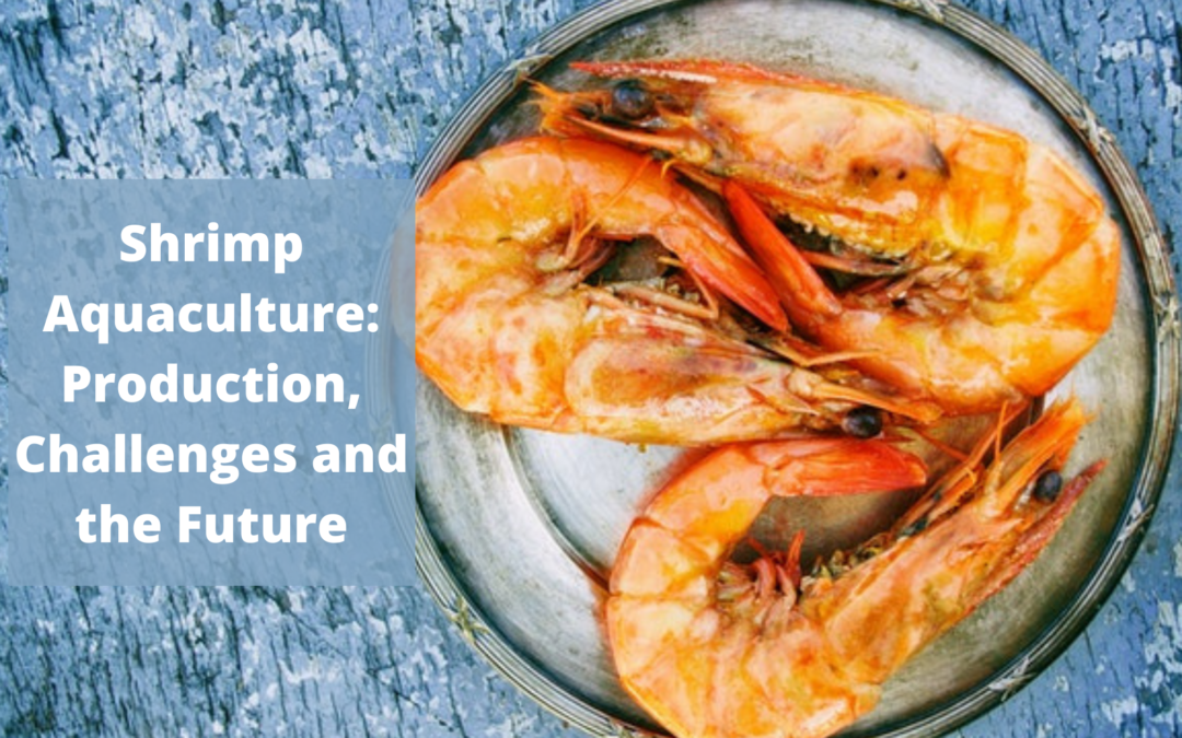 Shrimp Aquaculture: How to Increase Production and the Future