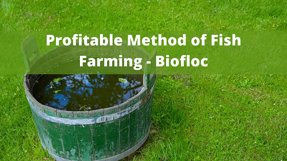 Profitable Method of Fish Farming – Biofloc
