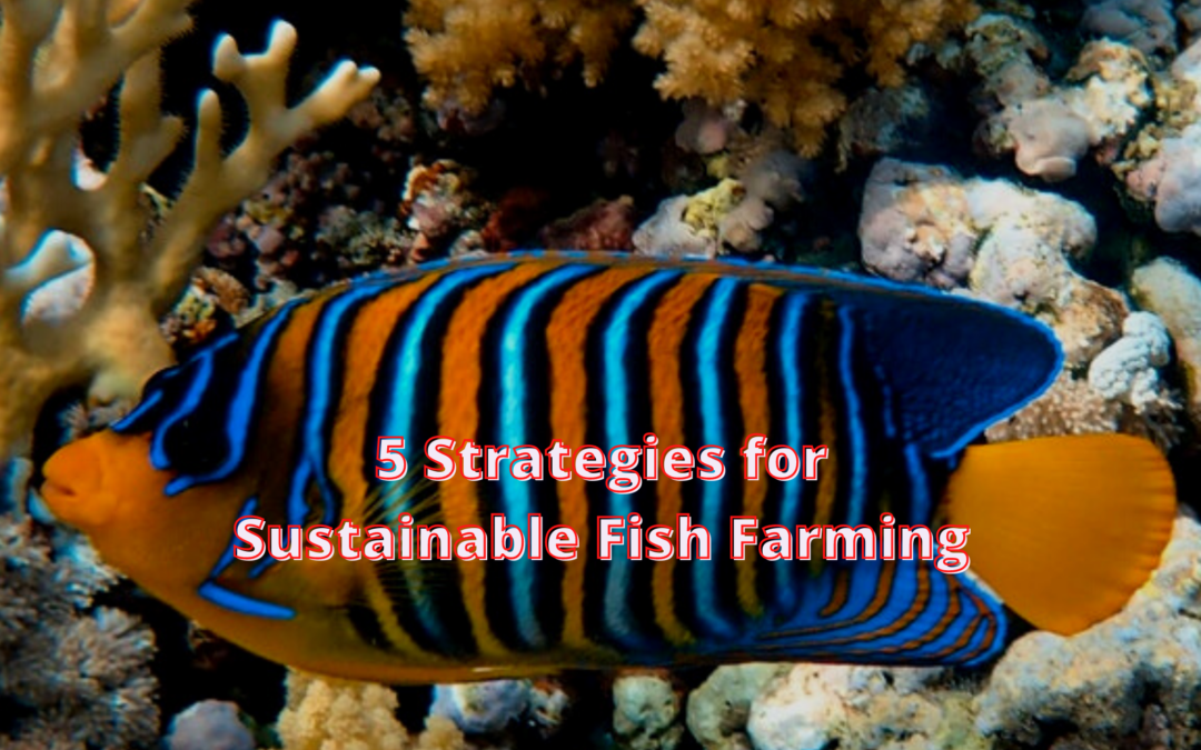5 Strategies for Sustainable Fish Farming