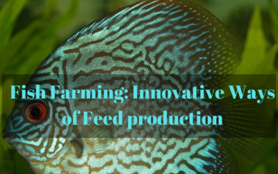 Fish Farming: Innovative Ways of Feed production
