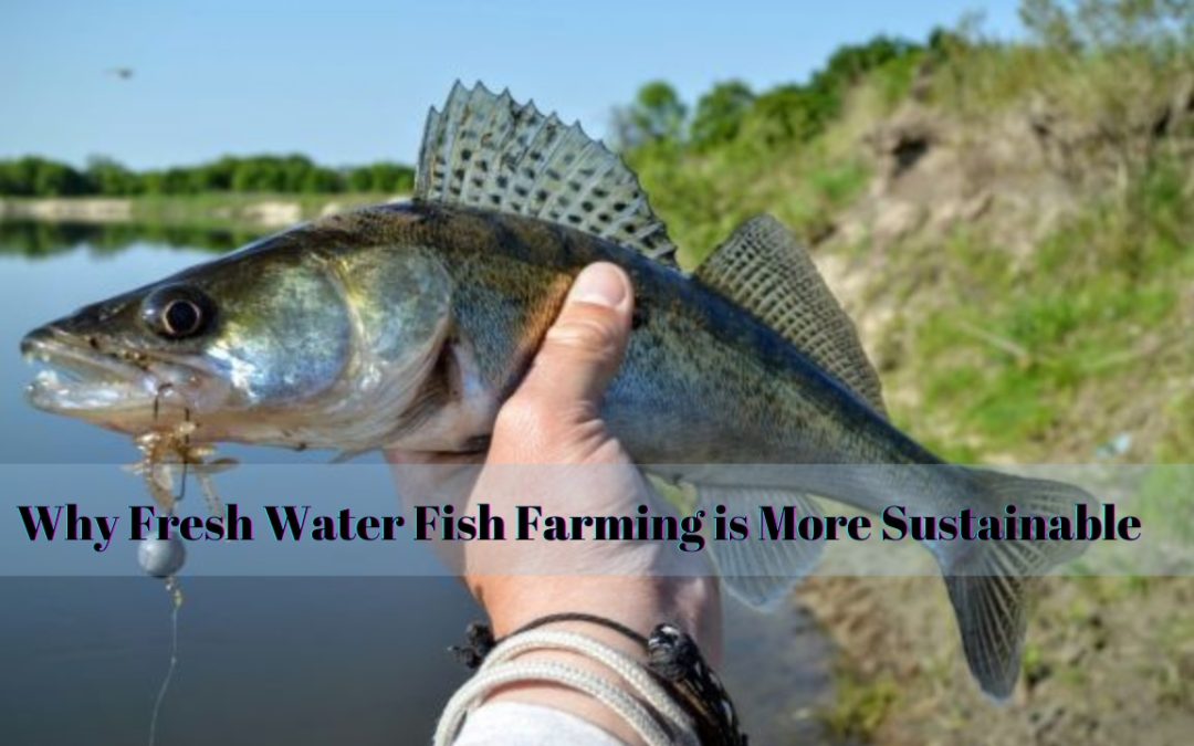 Why Fresh Water Fish Farming is More Sustainable