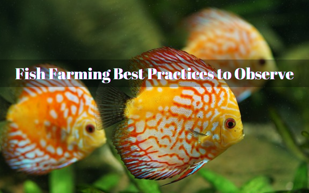 Fish Farming Best Practices to Observe