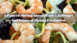 shrimp aquaculture