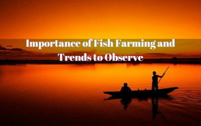 Importance of Fish Farming and Trends to Observe