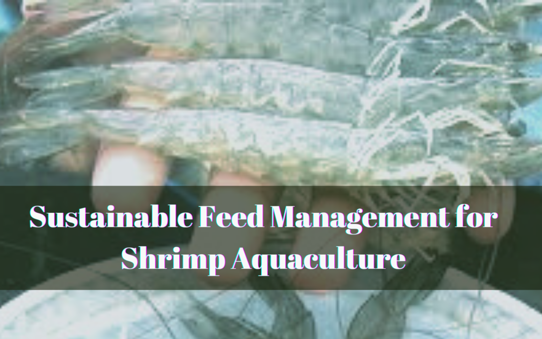 Sustainable Feed Management for Shrimp Aquaculture