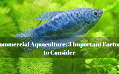 Commercial Aquaculture: 3 Important Factors to Consider
