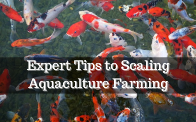 Expert Tips to Scaling Aquaculture Farming