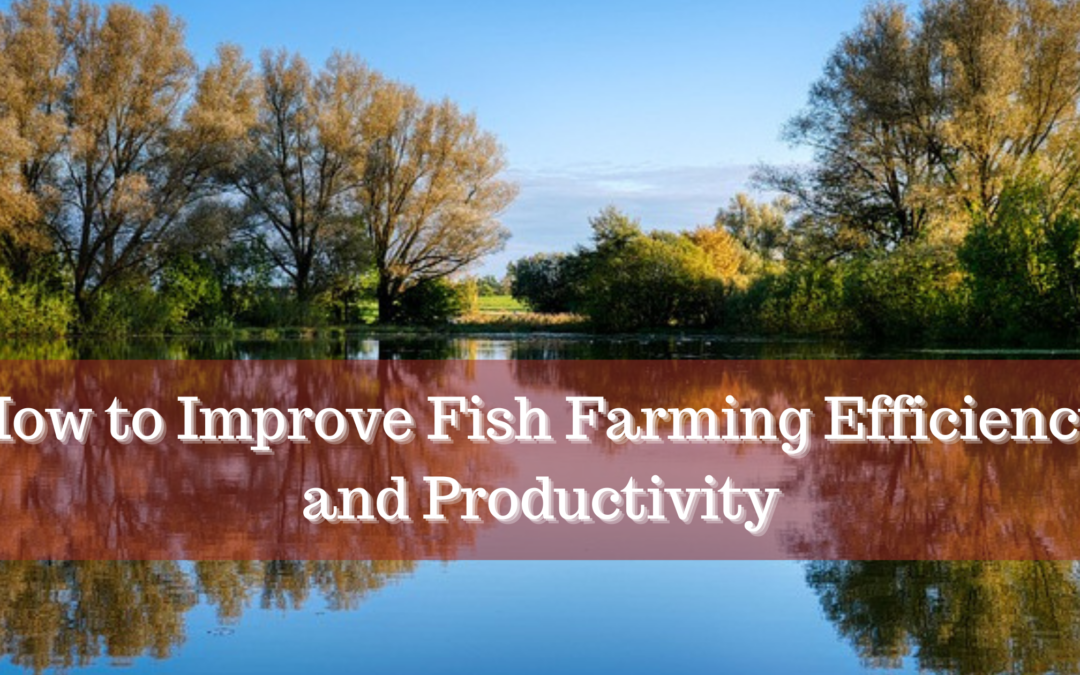 How to Improve Fish Farming Efficiency and Productivity