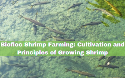 Biofloc Shrimp Farming: Cultivation and Principles of Growing Shrimp