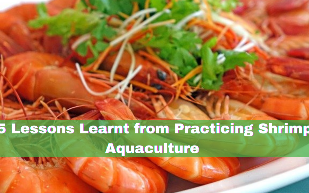 5 Lessons Learn from Practicing Shrimp Aquaculture